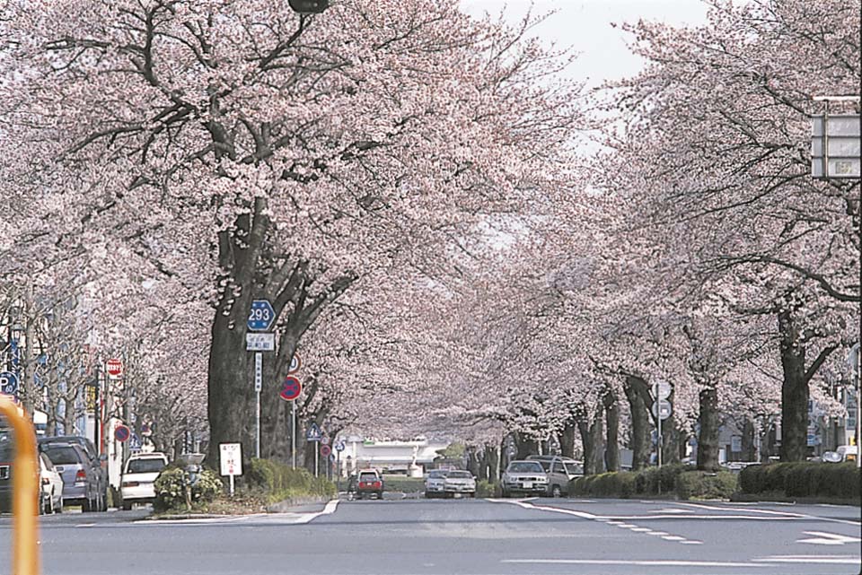 (1)平和通りの桜